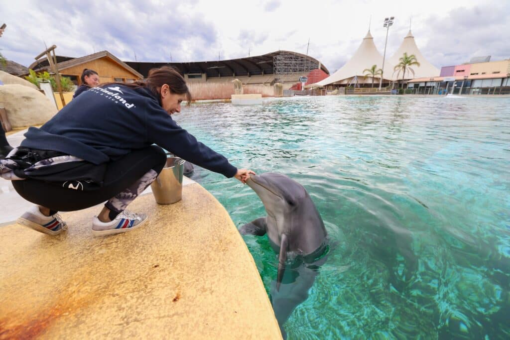 Dauphins, lobbying et rivalit&eacute;s politiques : l&rsquo;affaire Pairi Daiza secoue (un peu) la majorit&eacute; wallonne