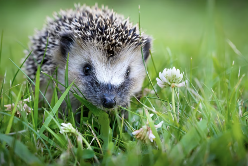 Robots-tondeuses : la Wallonie interdit leur usage la nuit