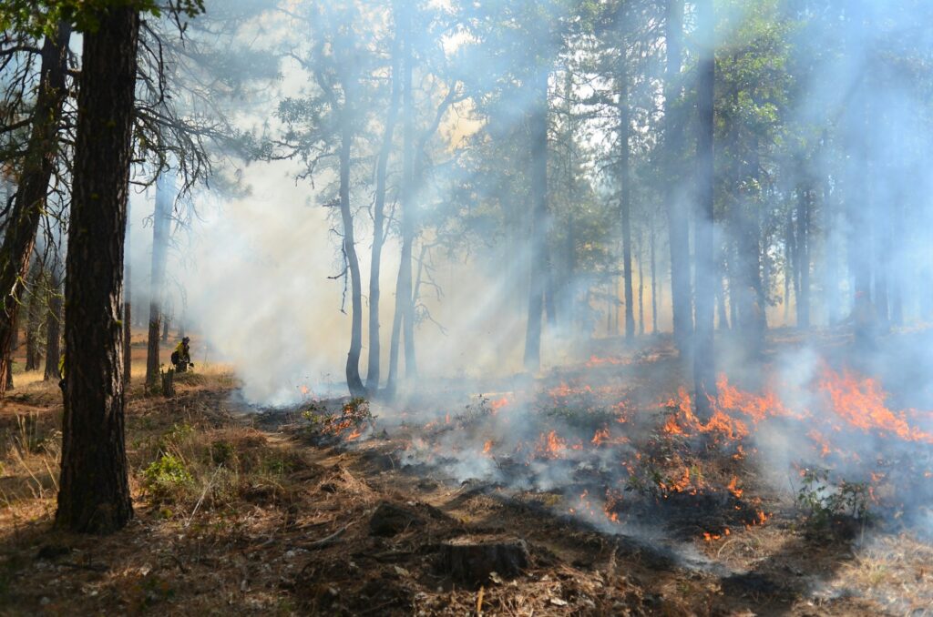 A forest filled with lots of fire and lots of smoke