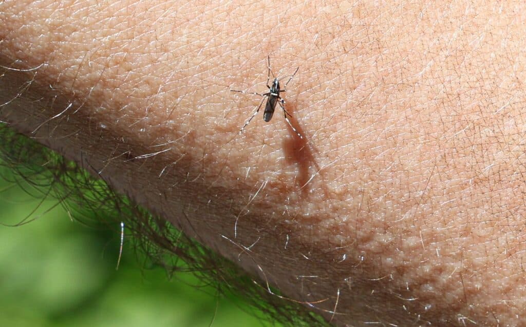 Dengue, chikungunya, Zika : le moustique tigre poursuit sa progression en Belgique