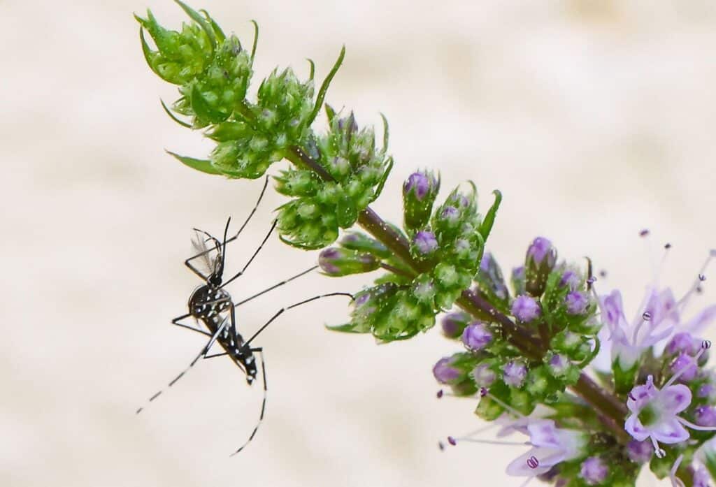 600.000 moustiques volontairement l&acirc;ch&eacute;s dans des jardins am&eacute;ricains pour &eacute;viter les pesticides