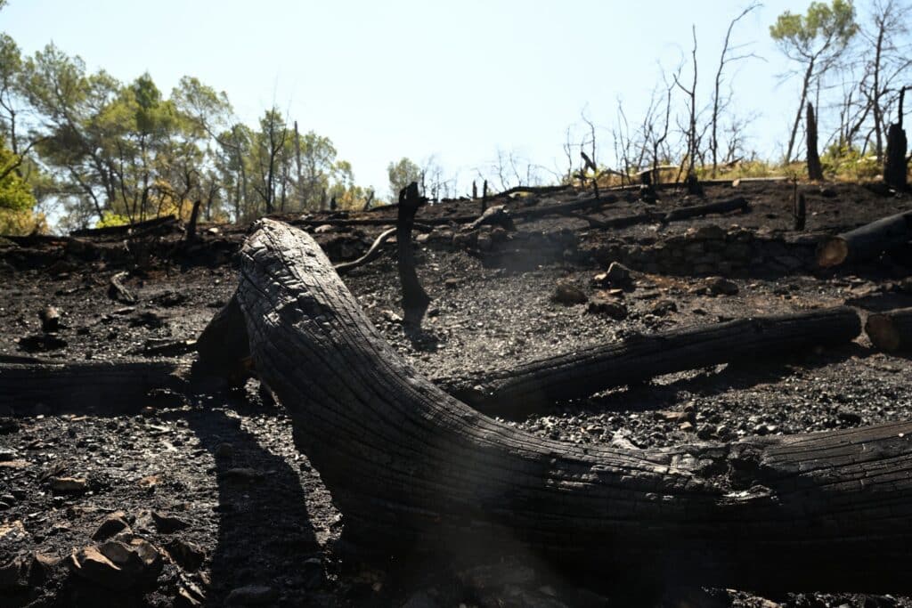 Incendies : derri&egrave;re les hectares br&ucirc;l&eacute;s, des &eacute;cosyst&egrave;mes entiers devront &ecirc;tre reconstruits