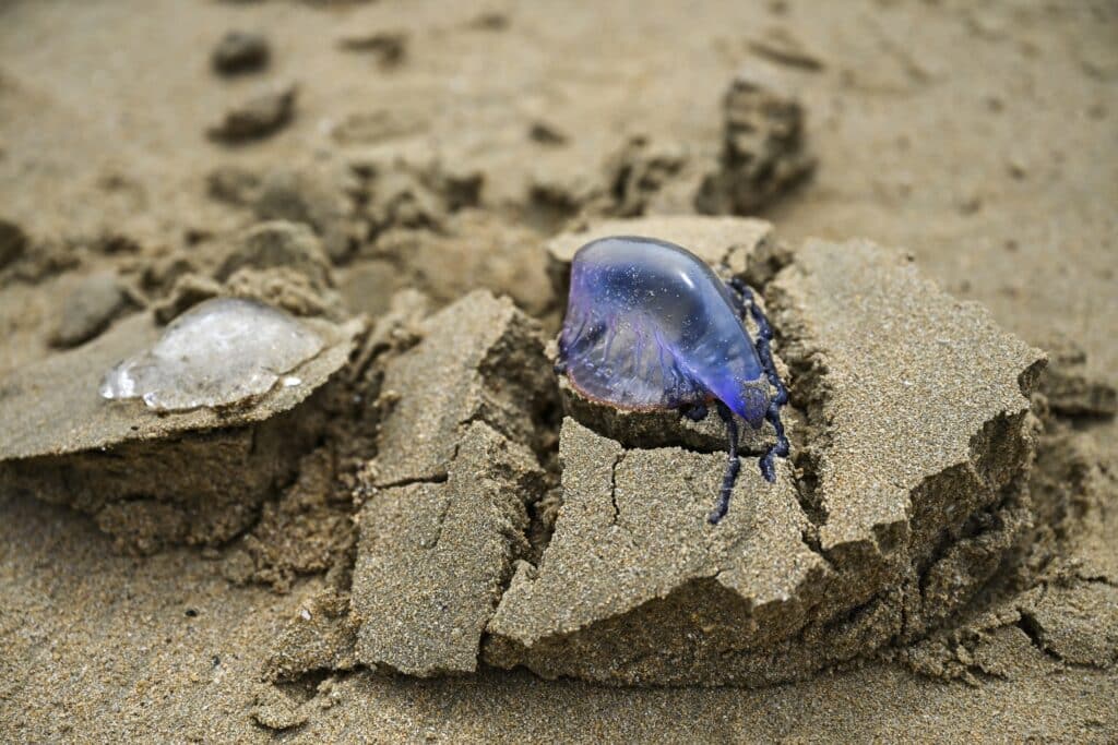 Espagne : des plages ferm&eacute;es apr&egrave;s une invasion de gal&egrave;res portugaises