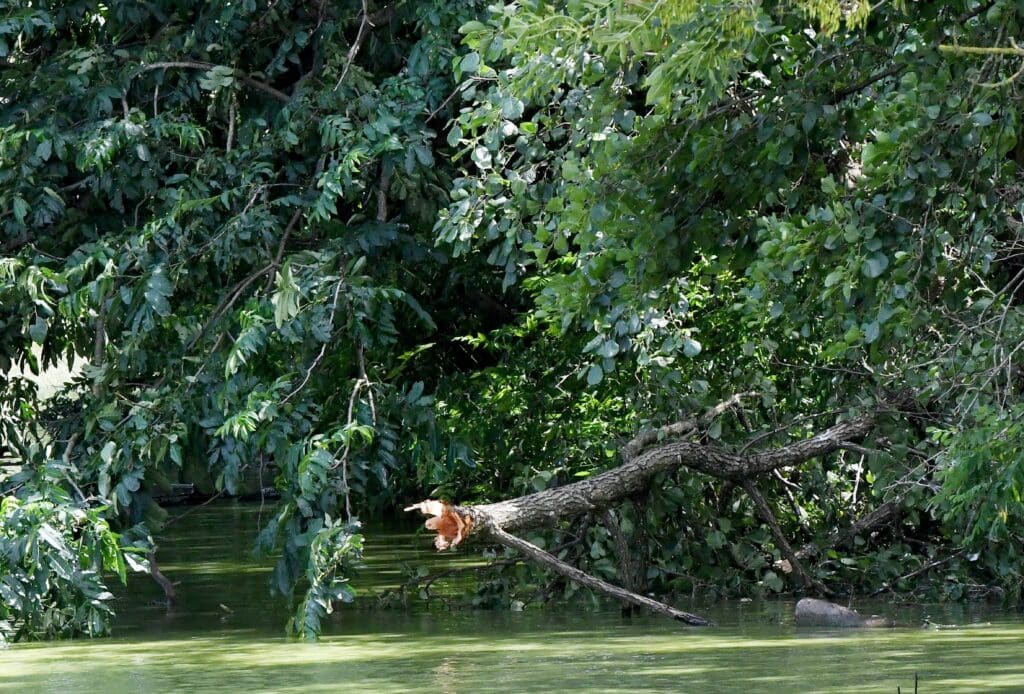 Bruxelles met en garde contre les chutes soudaines de grosses branches &agrave; cause de la chaleur