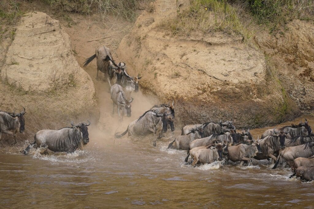 Le safari vire au cauchemar : leur jeep termine dans une rivi&egrave;re pleine de crocodiles
