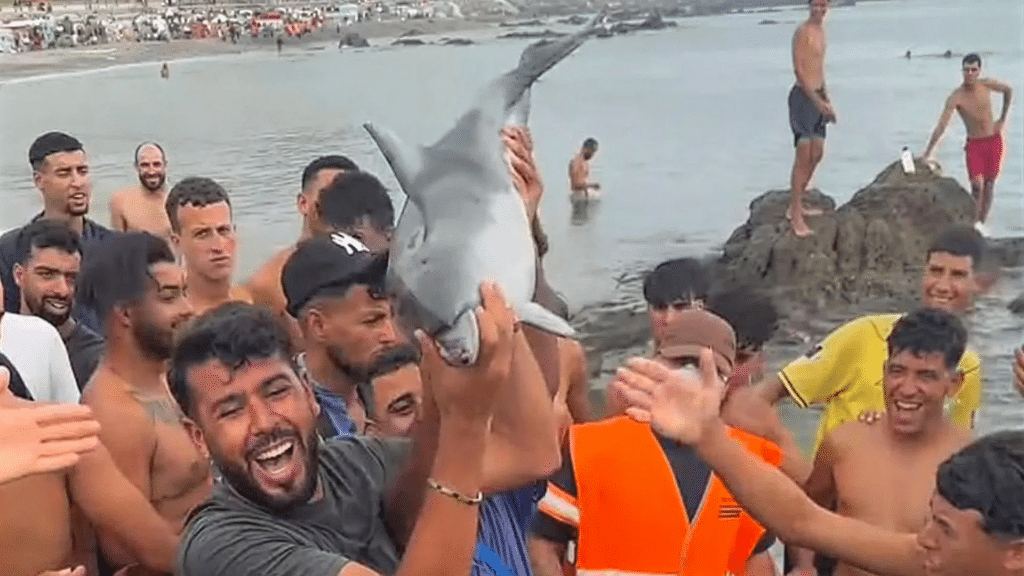 Ceuta : des migrants accus&eacute;s d&rsquo;avoir tu&eacute; un b&eacute;b&eacute; dauphin sur une plage, l&rsquo;indignation monte.