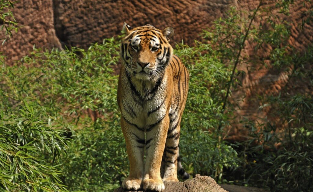 Angleterre : un homme saute dans l'enclos d'un tigre pour l'approcher et se fait mortellement attaquer