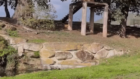 Tu&eacute; par un tigre dans un zoo britannique : la victime avait film&eacute; ses derniers instants avant l'attaque