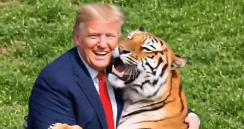 Un Britannique meurt d&eacute;vor&eacute; par un tigre : Trump en fait une vid&eacute;o humoristique &agrave; sa gloire