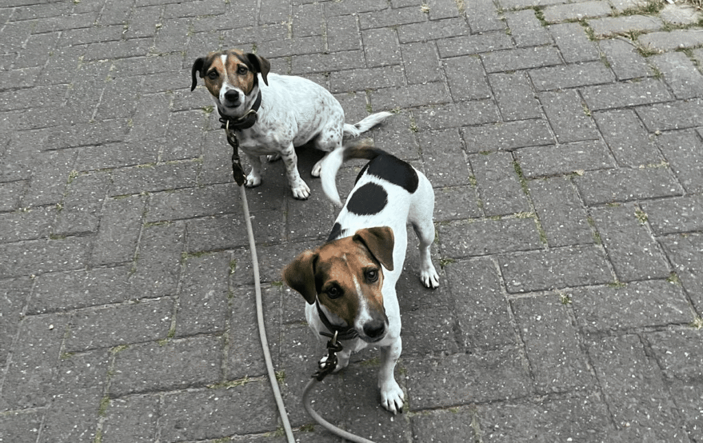 Bruxelles : les chiens bient&ocirc;t accueillis dans davantage de commerces gr&acirc;ce au r&eacute;seau &laquo; Dog Welcome &raquo;