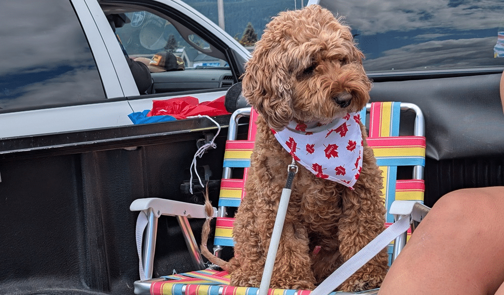 Au Canada, un chien &eacute;lu maire promet davantage de bornes d'incendie