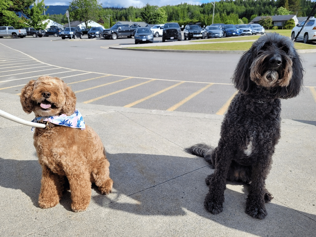 Au Canada, un chien &eacute;lu maire promet davantage de bornes d'incendie