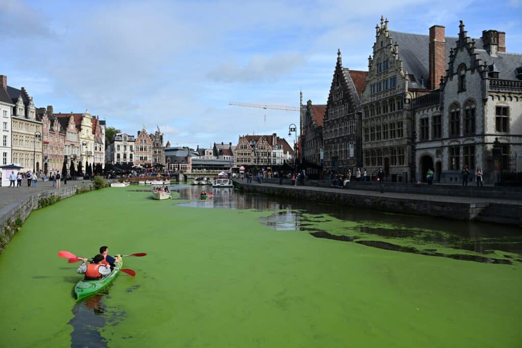 Un tapis de lentilles d&rsquo;eau envahit les voies navigables de Gand
