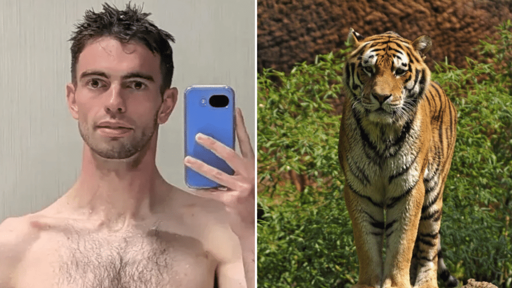 Tu&eacute; par un tigre dans un zoo britannique : la victime avait film&eacute; ses derniers instants avant l'attaque